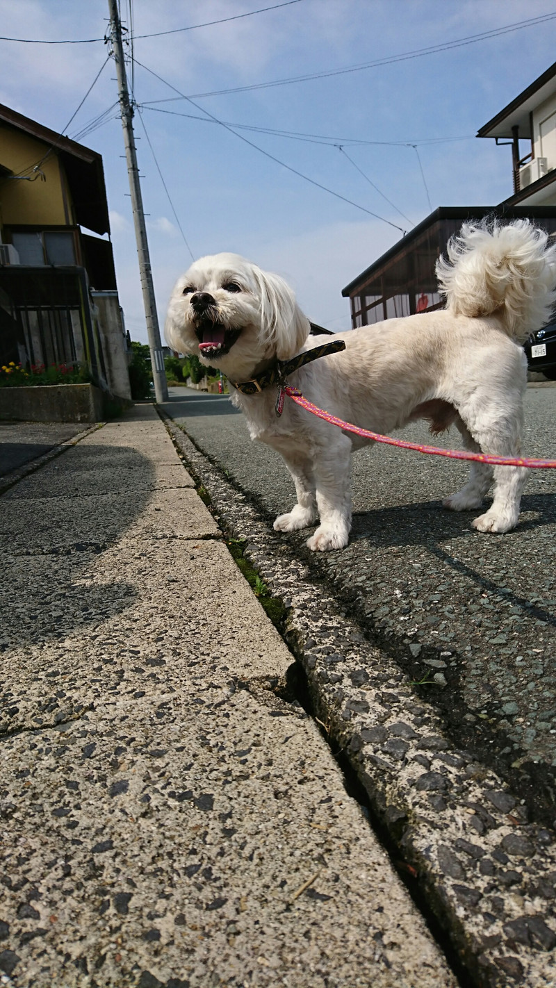 mixのクッキーちゃん お泊まりの様子
