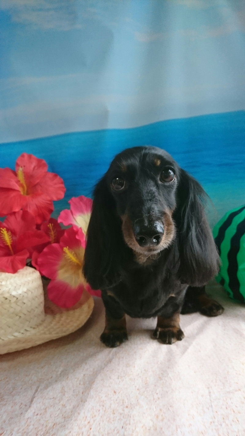 ダックスのすももちゃん トリミングコース デンタル