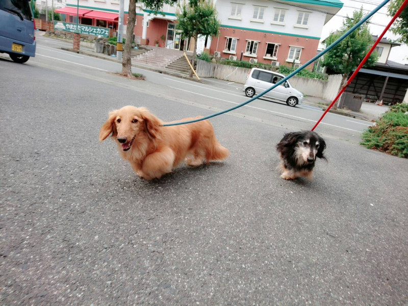ダックスのジャッキーちゃん＆リンダちゃん お泊まりの様子