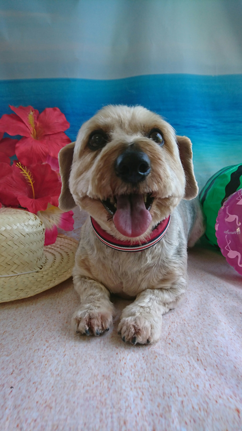 mixのロンちゃん トリミングコース