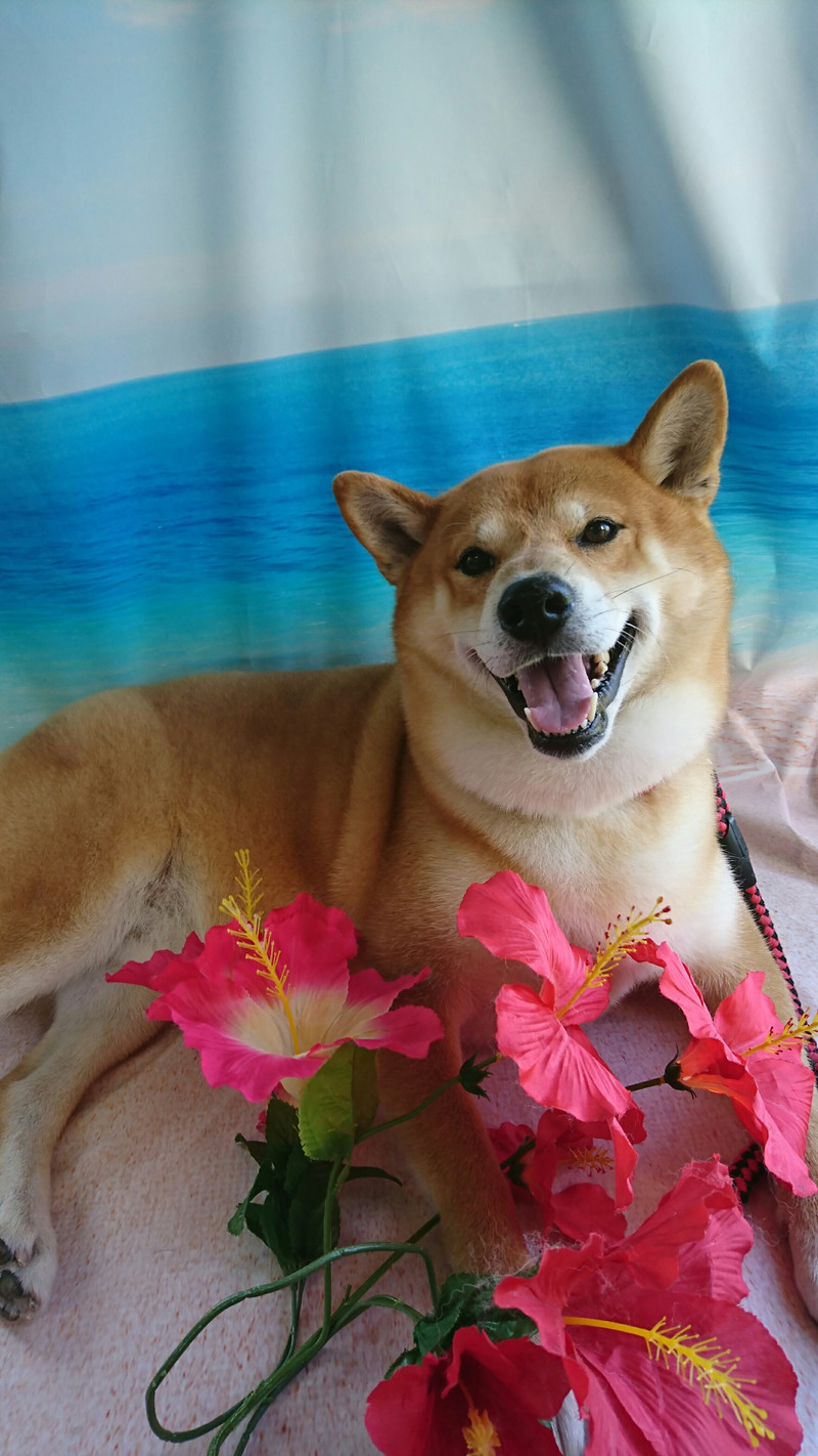 柴のコロンブスちゃん グルーミングコース