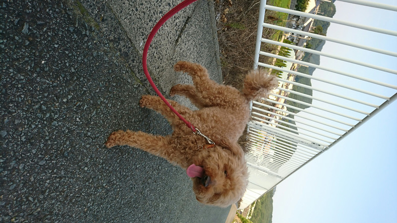 プードルのちょこちゃん お泊まりの様子