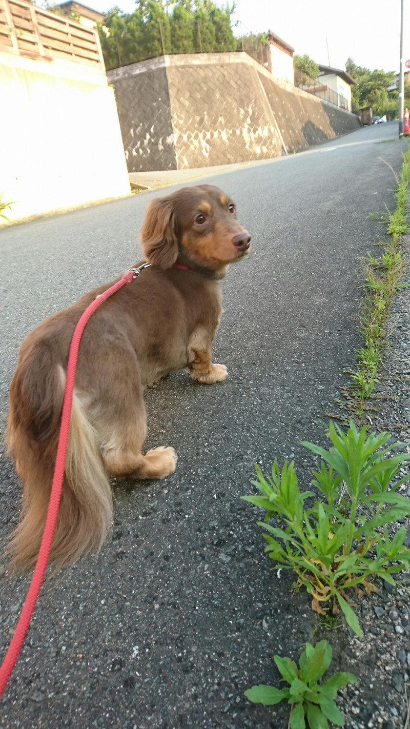 ダックスのレオンちゃん お泊まりの様子