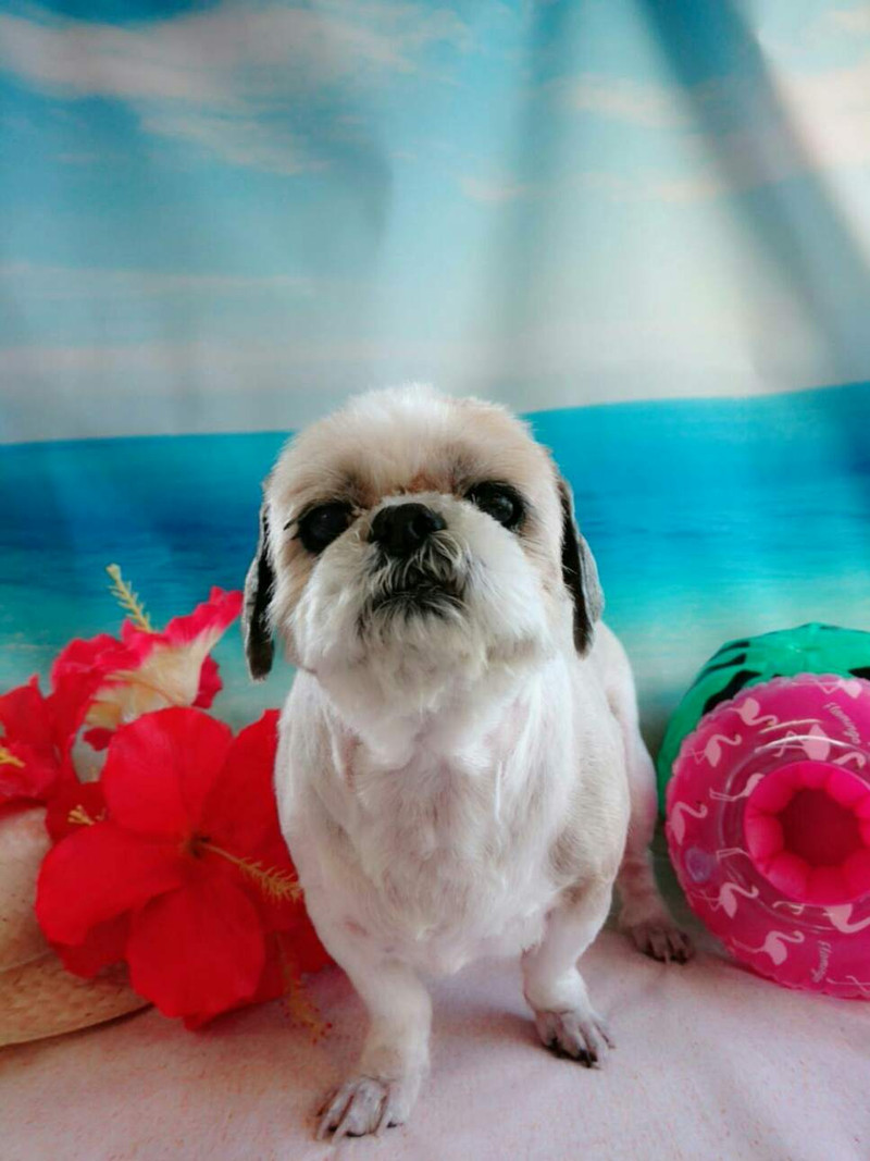 シーズーのさくらちゃん&こころちゃん トリミングコース