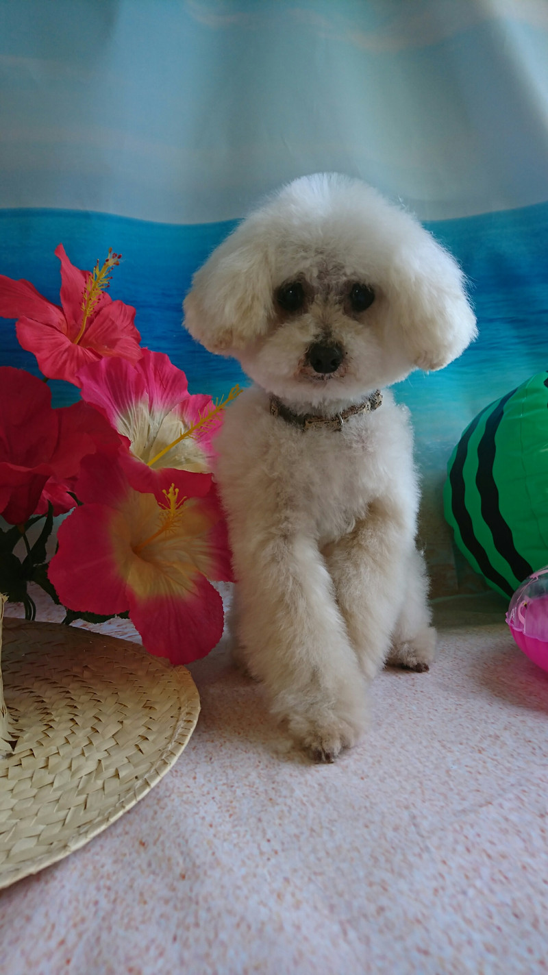 プードルのみゆちゃん トリミングコース