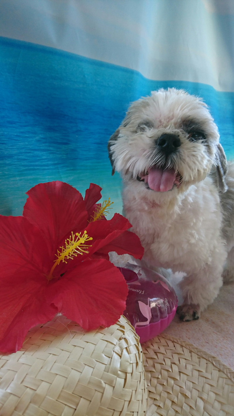 シーズーのさくらちゃん&こころちゃん トリミングコース