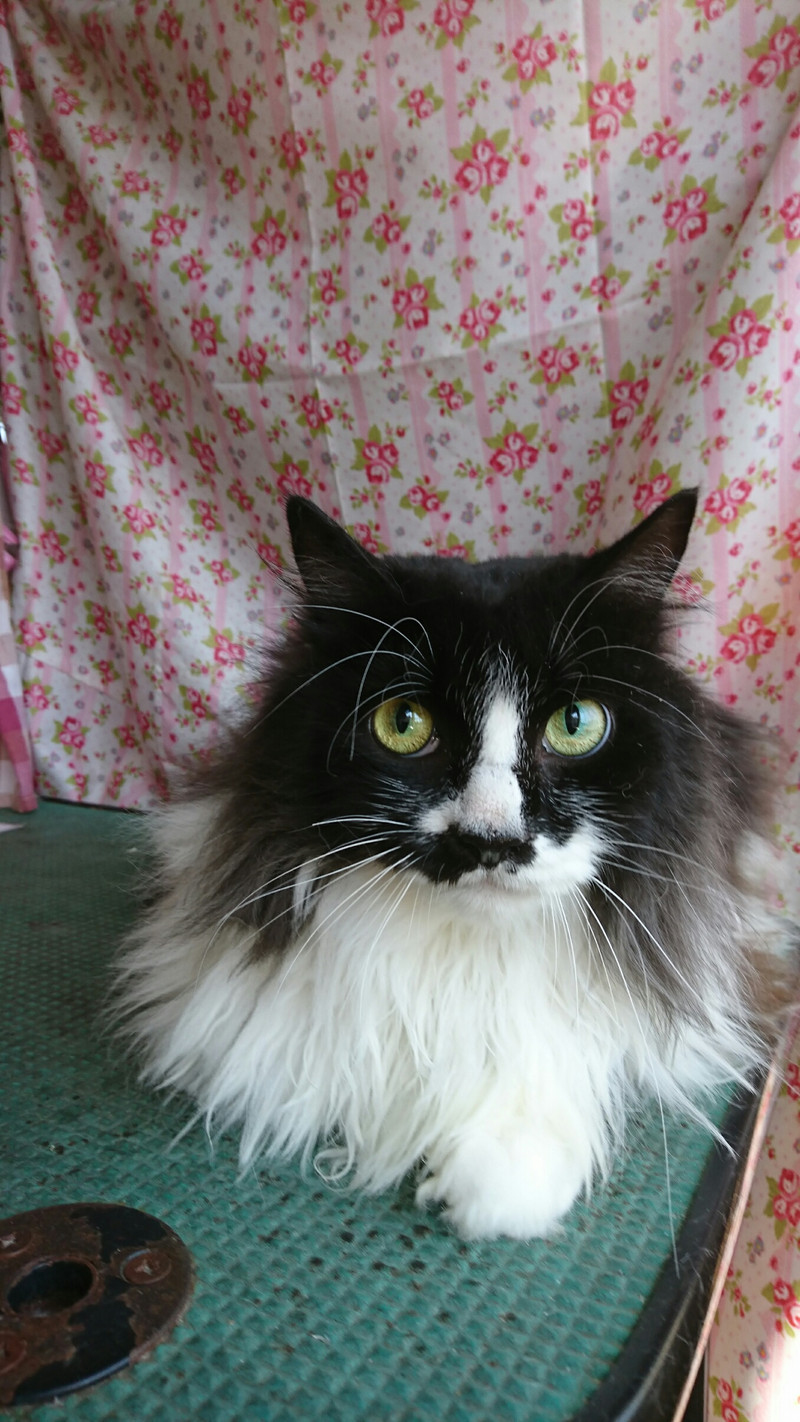 猫のちーちゃん トリミングコース