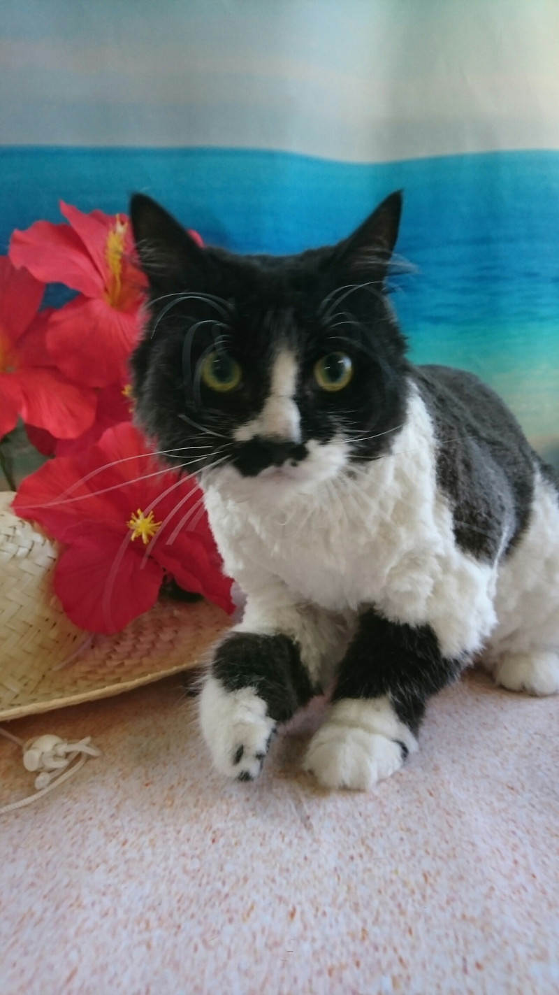 猫のちーちゃん トリミングコース