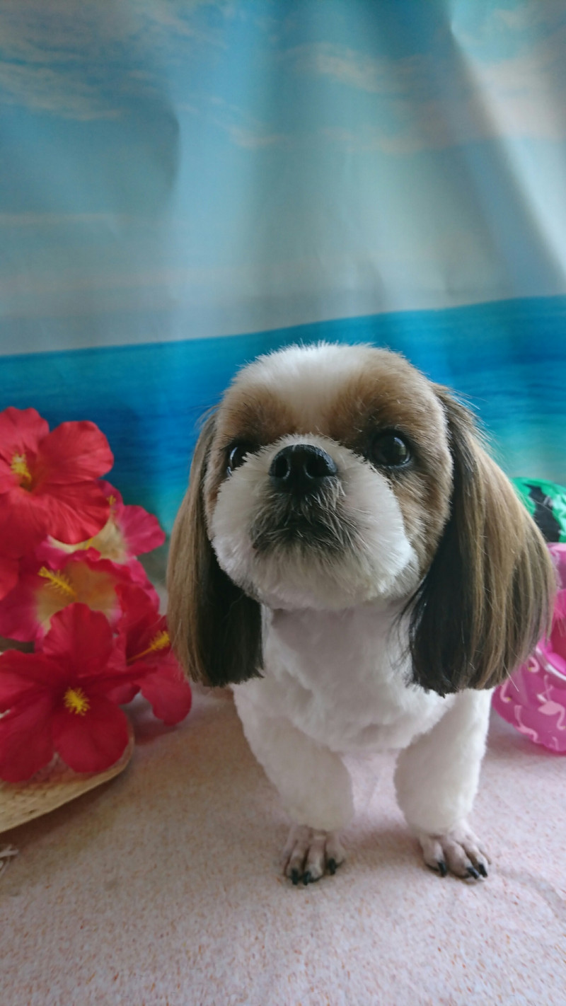 シーズーの空太ちゃん トリミングコース