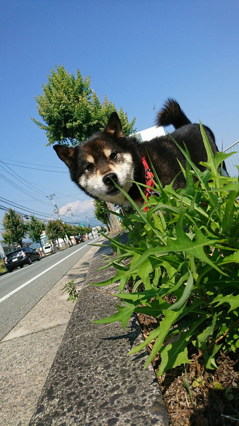 柴のまるちゃん お泊まりの様子