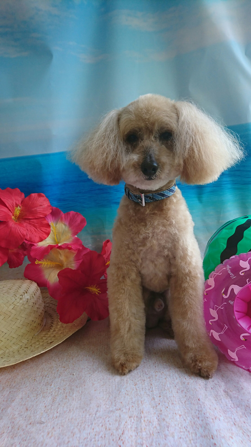 プードルのショコラちゃん トリミングコース