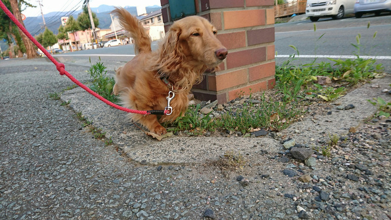 ダックスのサンタちゃん お泊まりの様子
