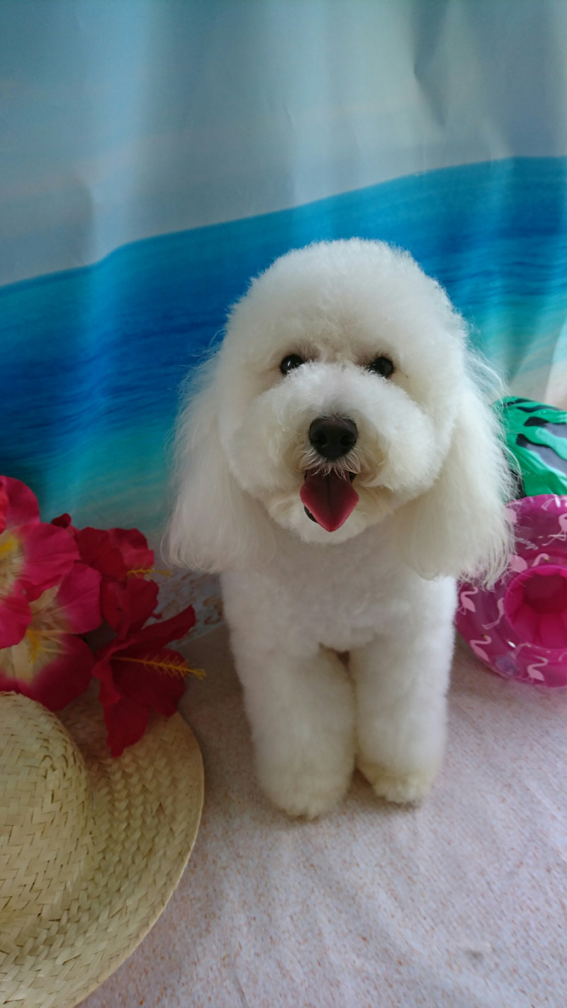 プードルの詩乃ちゃん シャンプーコース