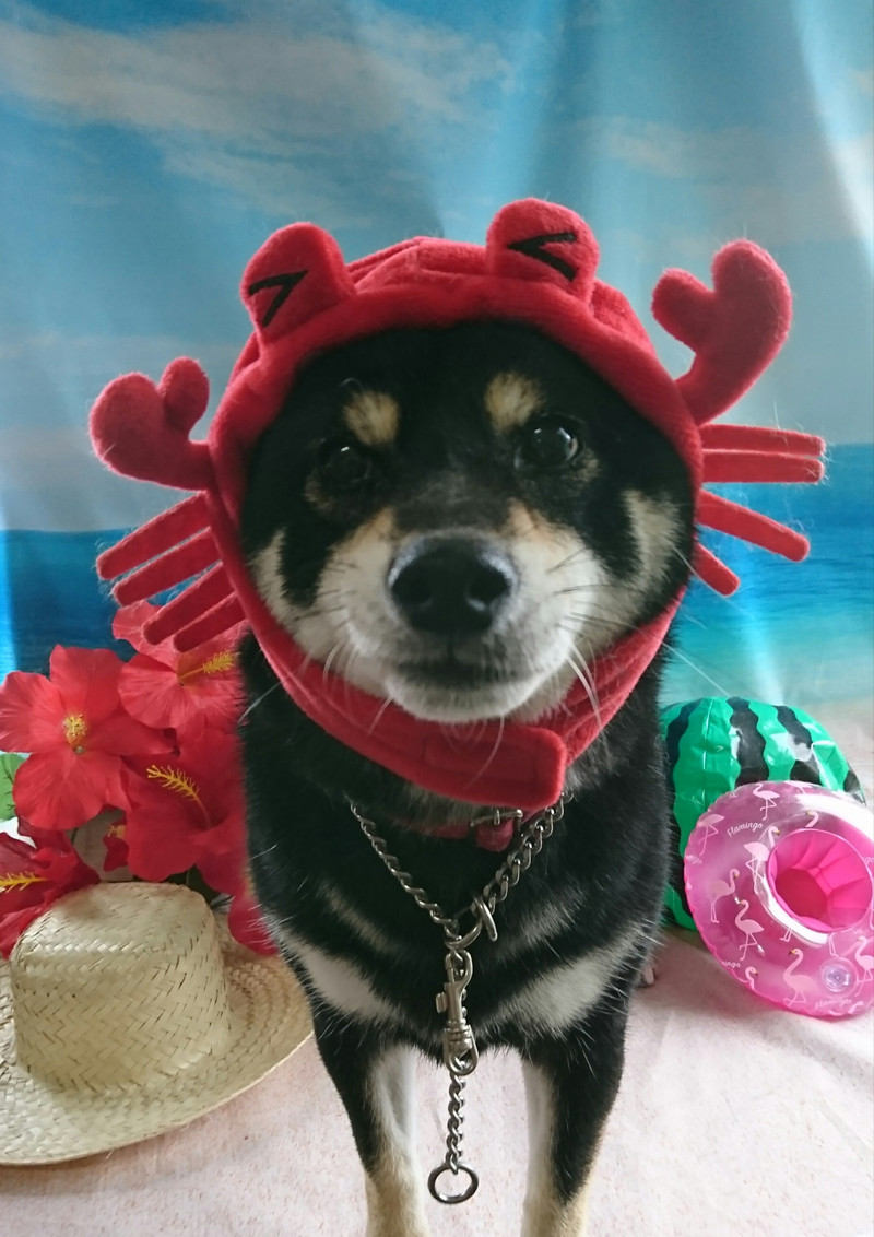 柴のさくらちゃん グルーミングコース