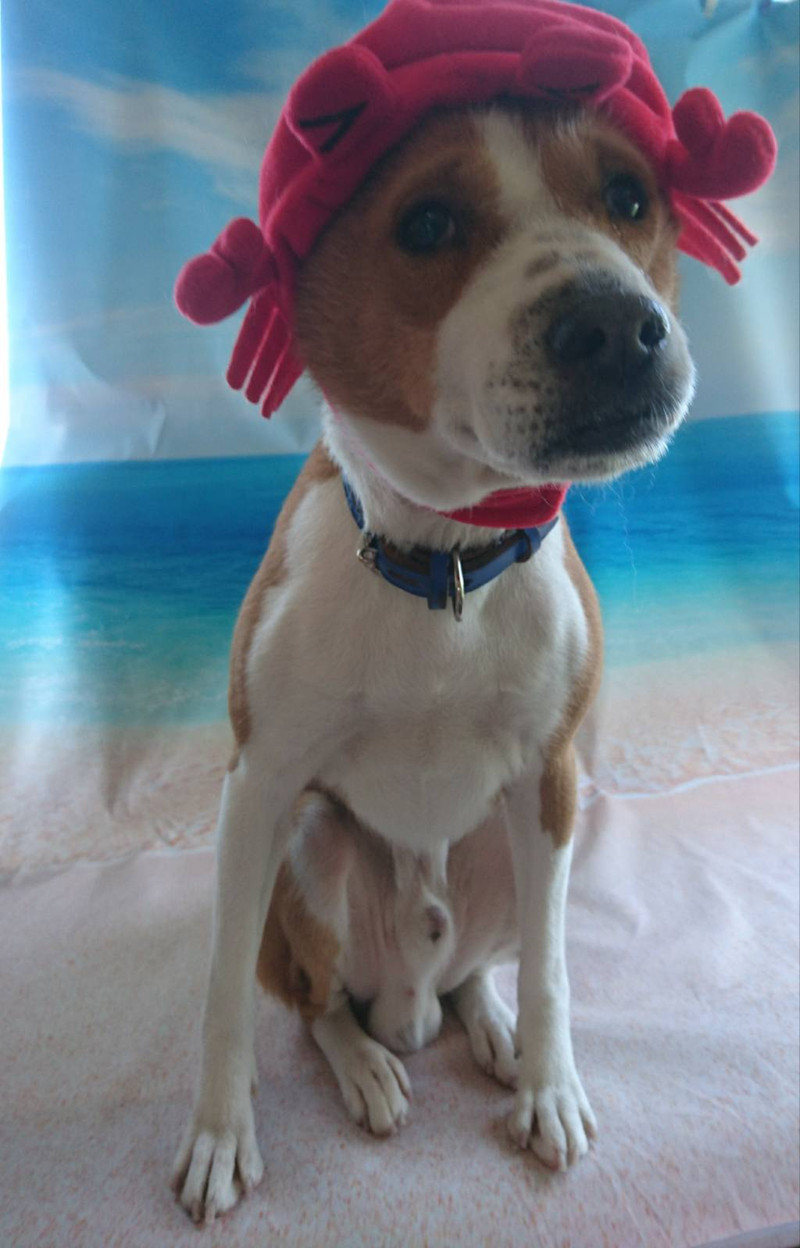 バセンジーのカーネルちゃん グルーミングコース