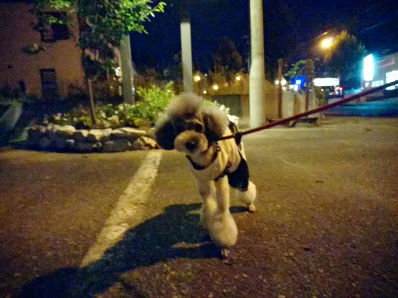 プードルのプータちゃん お泊まりの様子