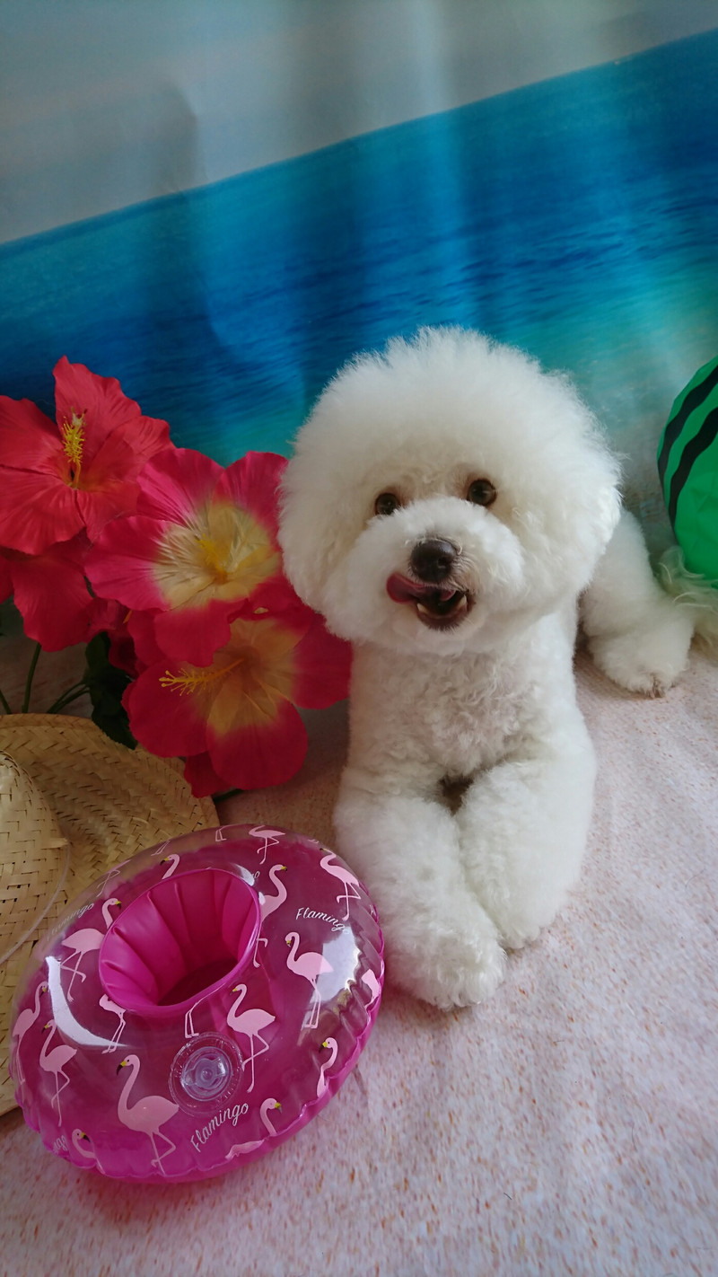 ビションのしろっぷちゃん シャンプーコース