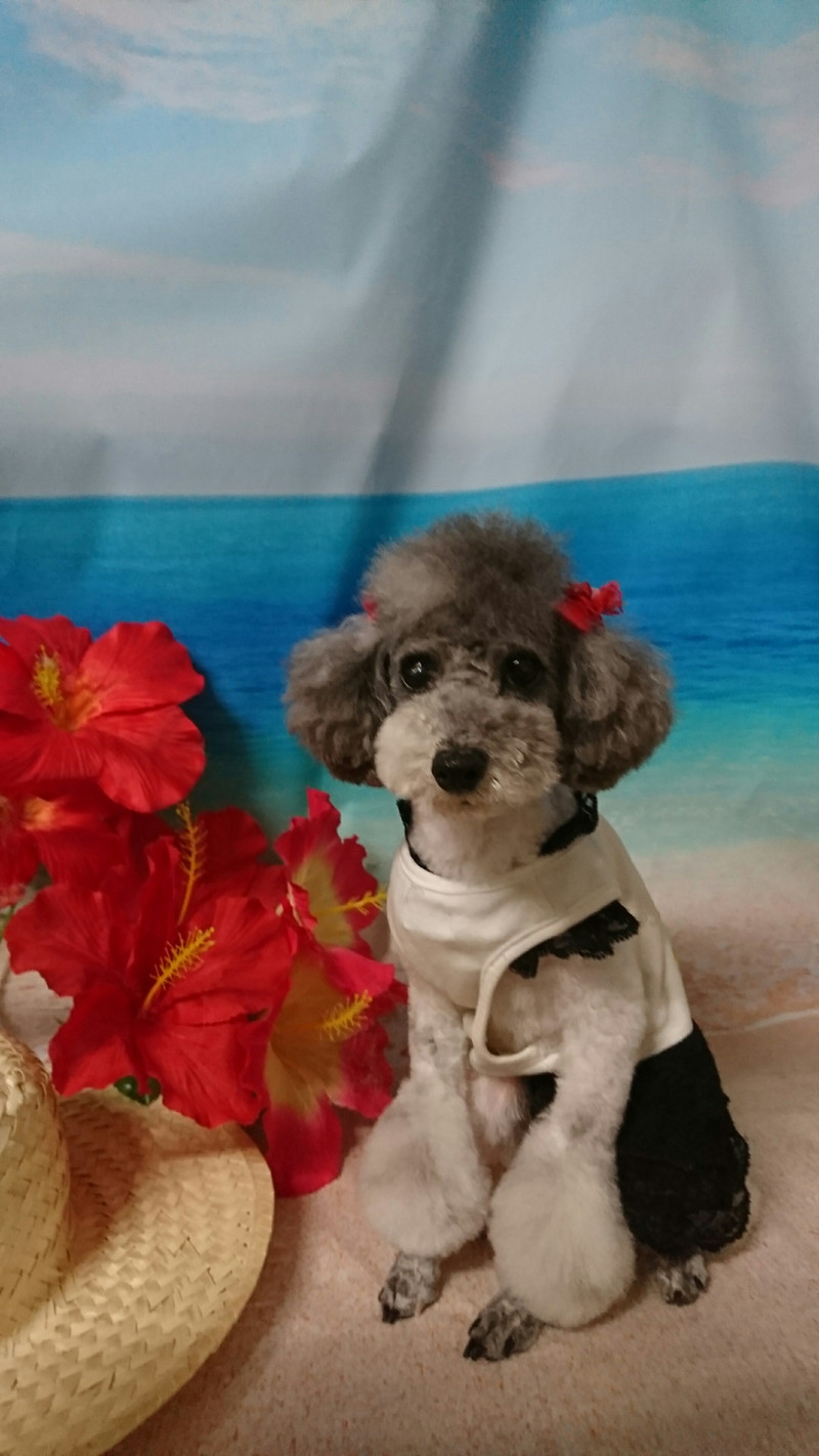 プードルのプータちゃん トリミングコース デンタル