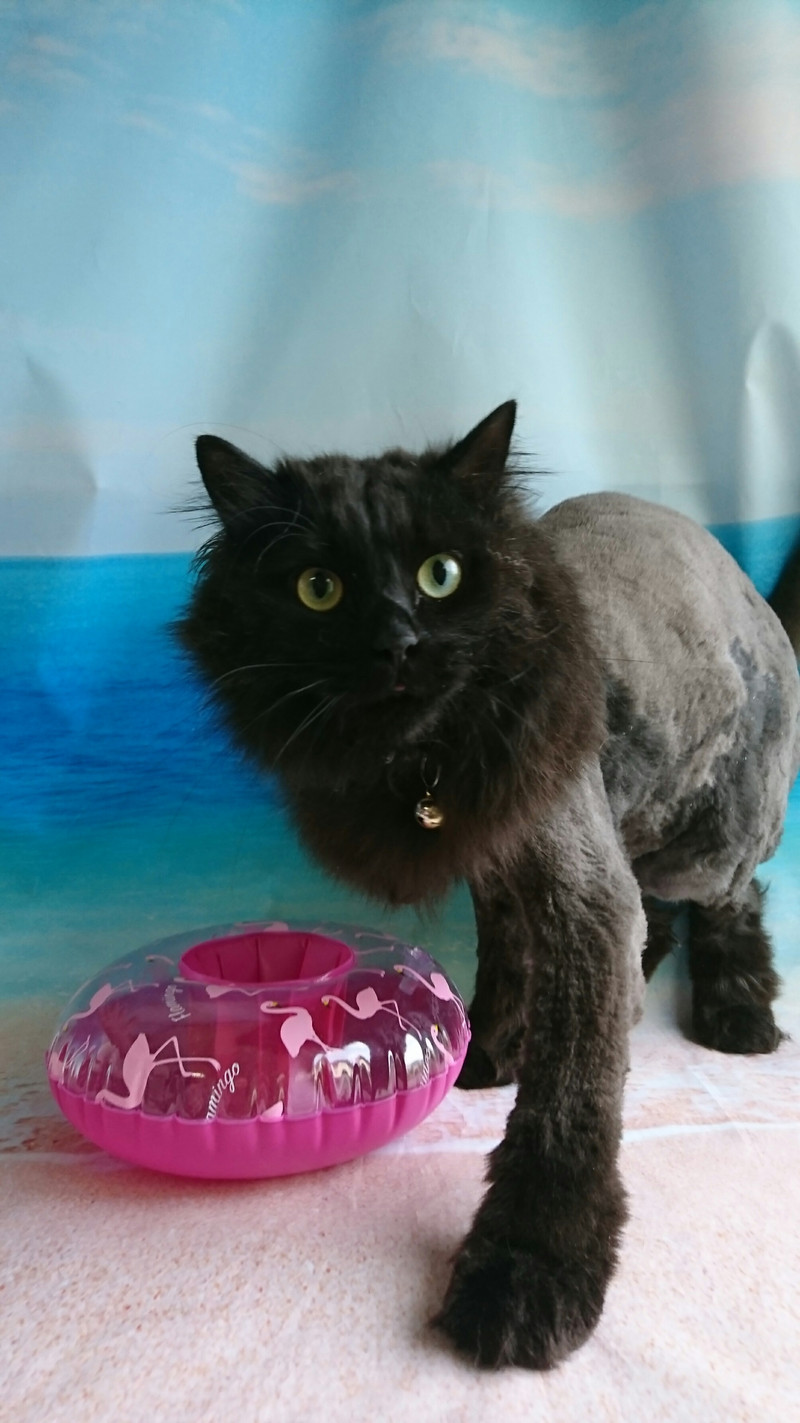 猫のルナちゃん トリミングコース