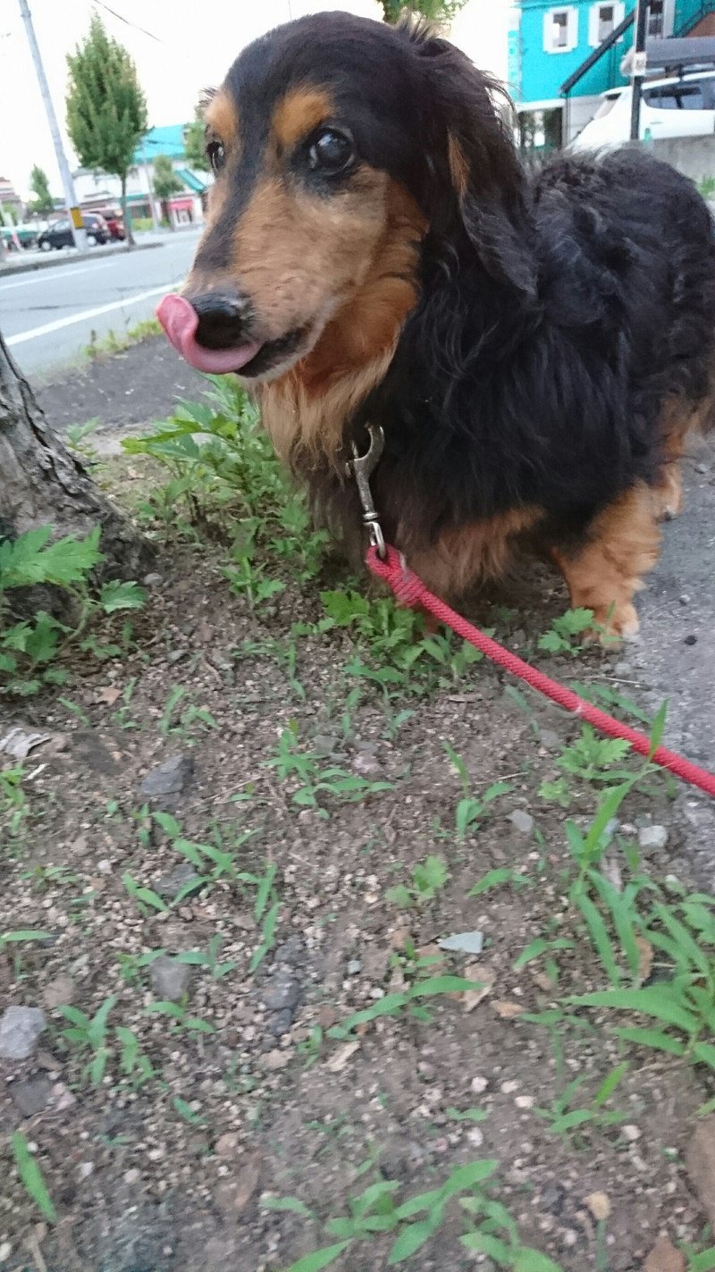 ダックスのキムチちゃん お泊まりの様子