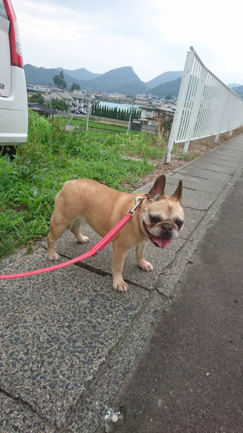 フレブルのあんずちゃん お泊まりの様子