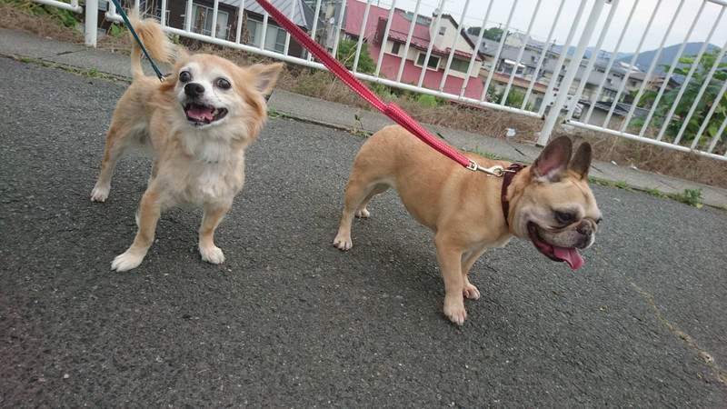 チワワのチビちゃん お泊まりの様子