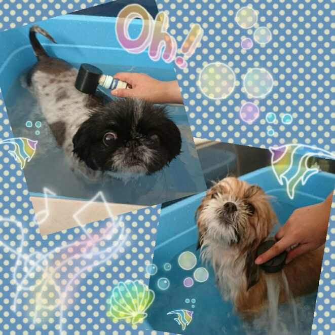 シーズーのひなちゃん&ペキニーズの小梅ちゃん トリミングコース マイクロバブル