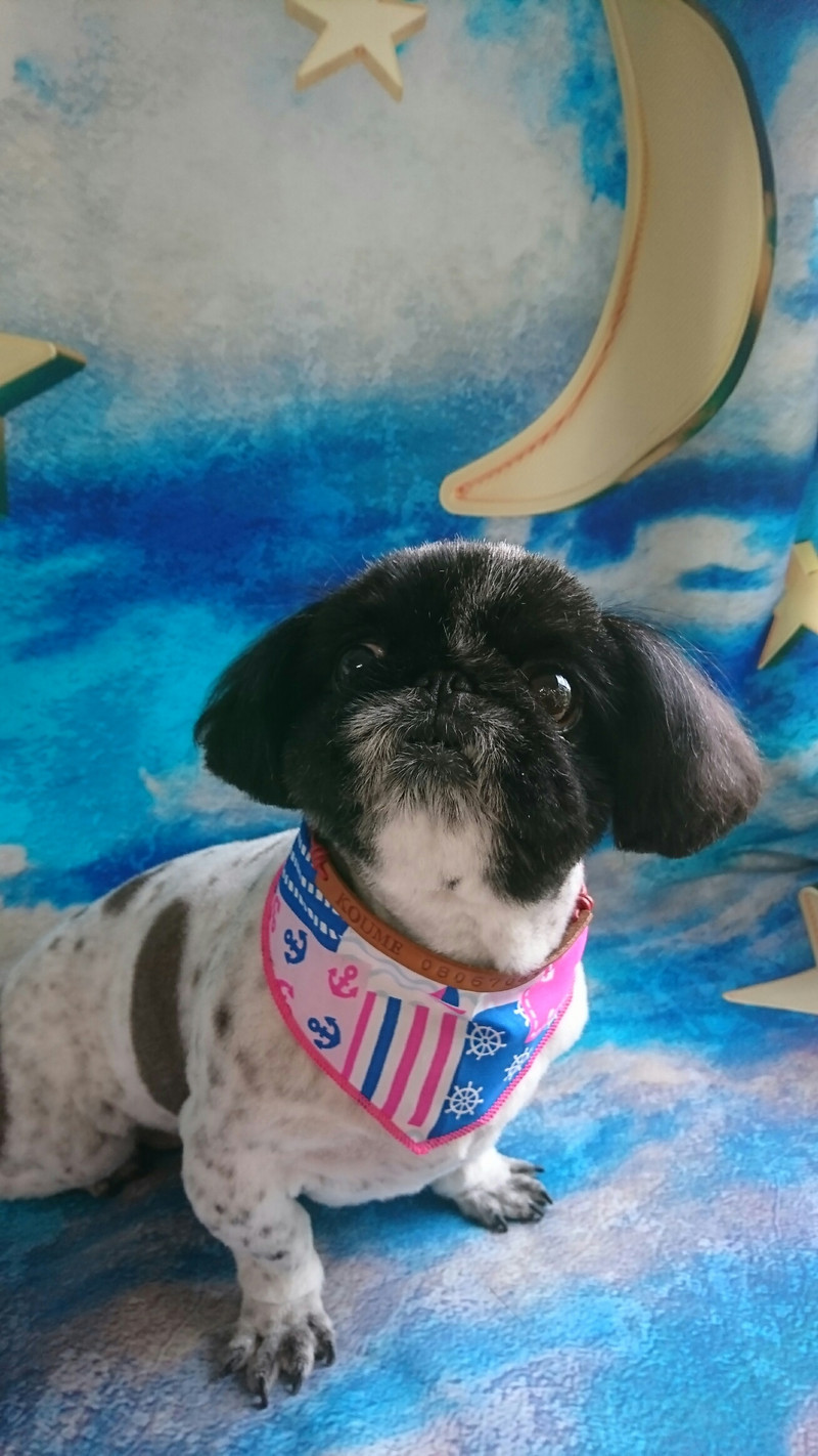 シーズーのひなちゃん&ペキニーズの小梅ちゃん トリミングコース マイクロバブル