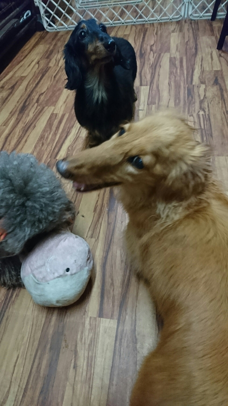 ダックスのチョコちゃん お泊まりの様子