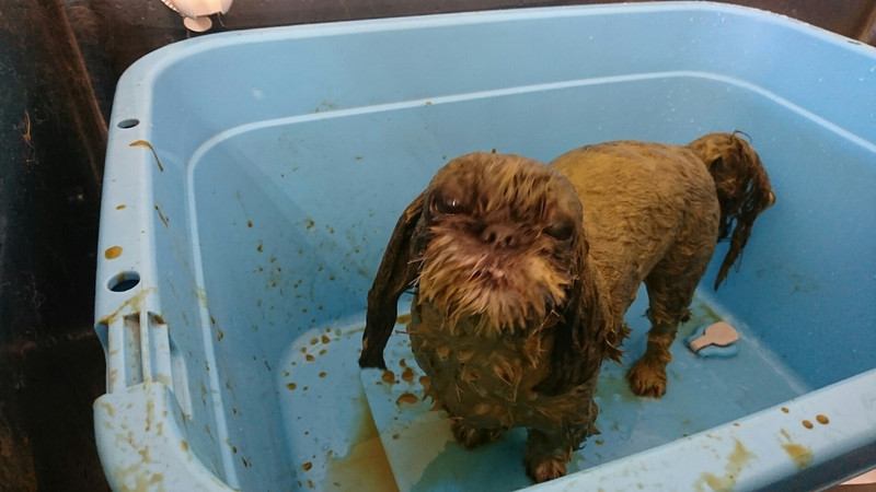 シーズーのナナちゃん シャンプーコース ハーブパック