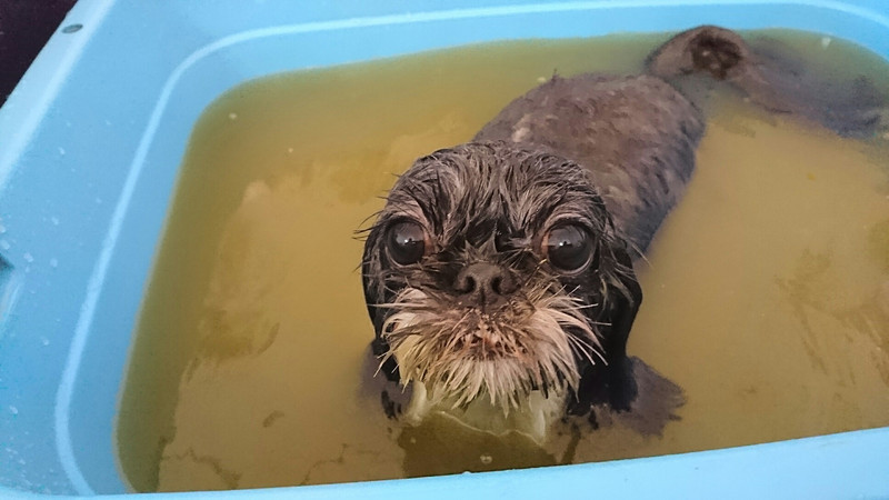 シーズーのナナちゃん シャンプーコース ハーブパック