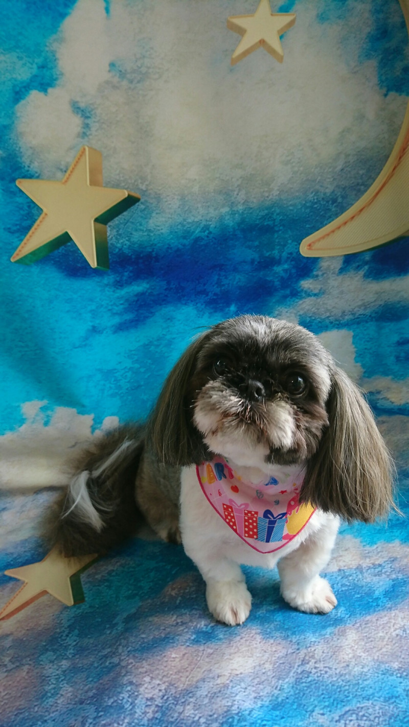 シーズーのナナちゃん シャンプーコース ハーブパック