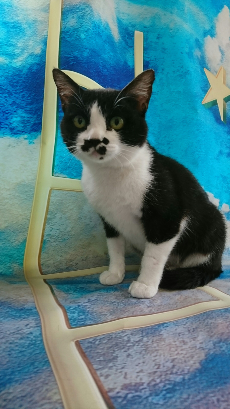 猫のチャコちゃん シャンプーコース お爪切り 耳掃除