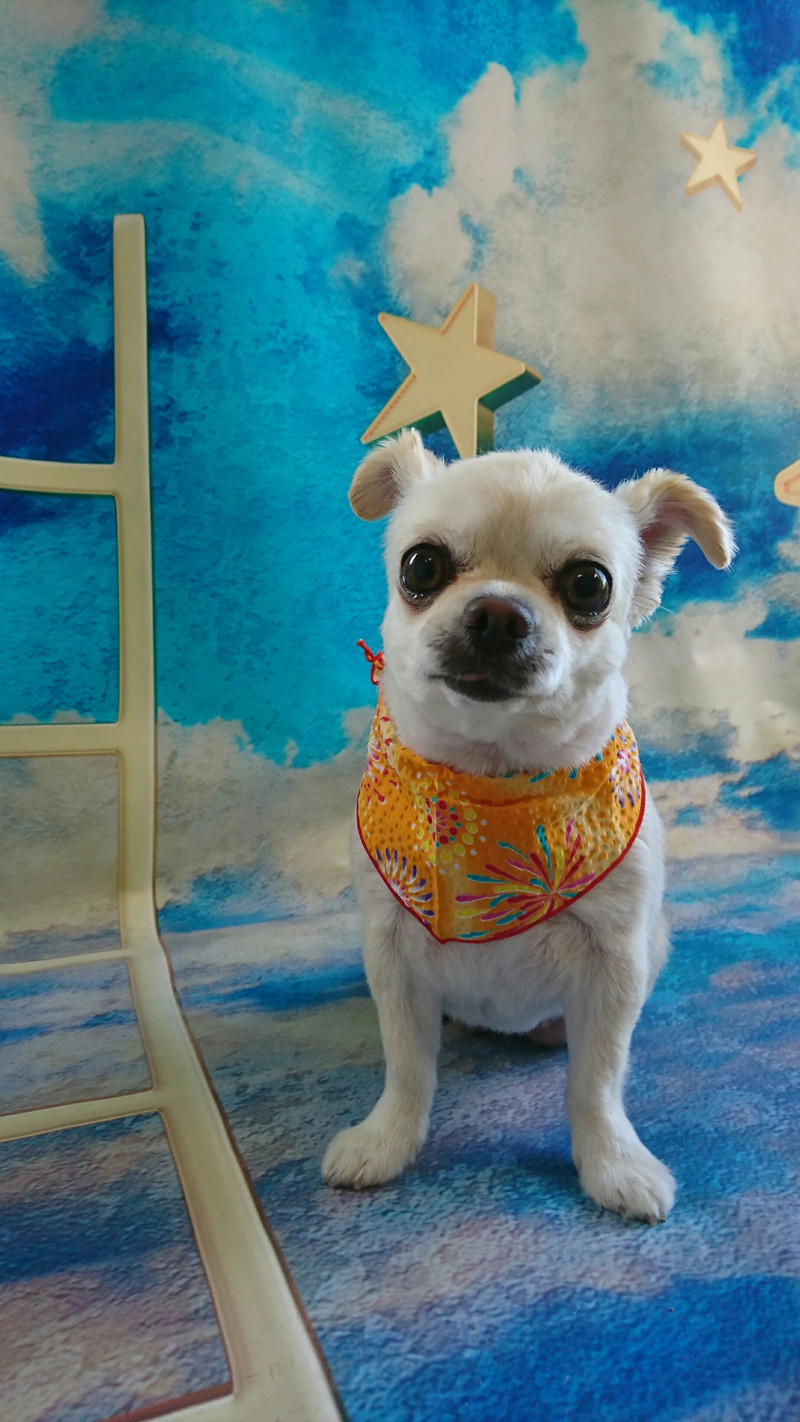 チワワのジョックちゃん トリミングコース