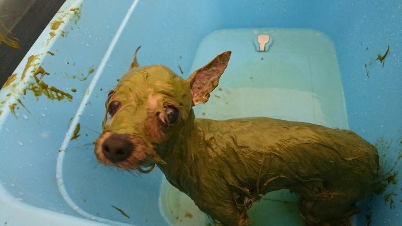 ヨーキーのみゅーちゃん グルーミングコース ハーブパック デンタル