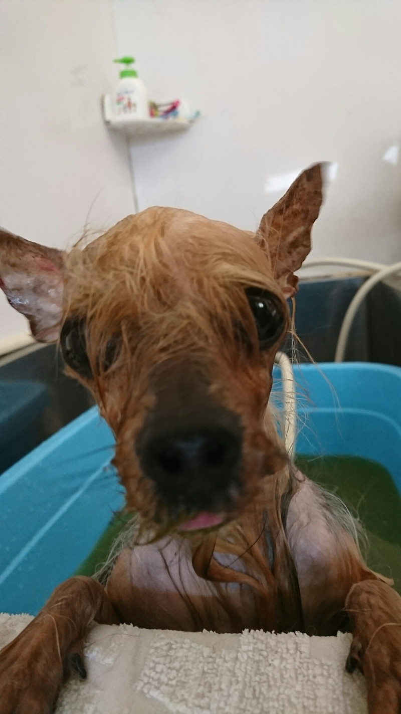 ヨーキーのみゅーちゃん グルーミングコース ハーブパック デンタル