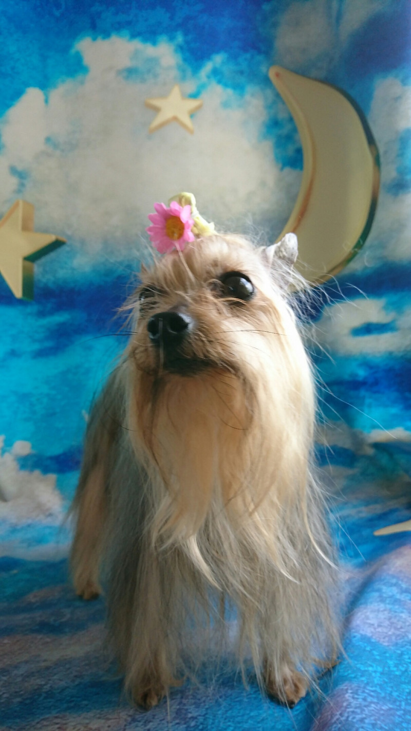 ヨーキーのみゅーちゃん グルーミングコース ハーブパック デンタル