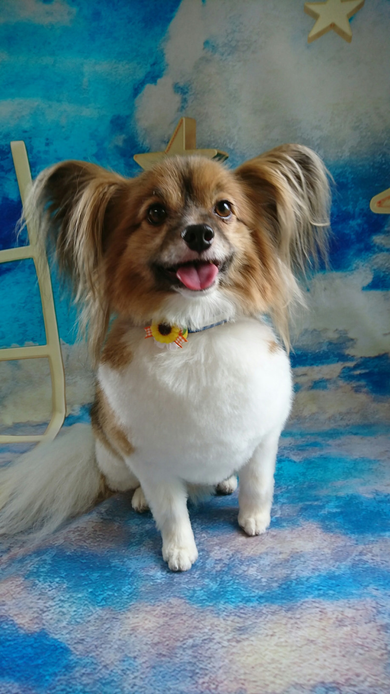 パピヨンのパピ助ちゃん グルーミングコース 部分カット