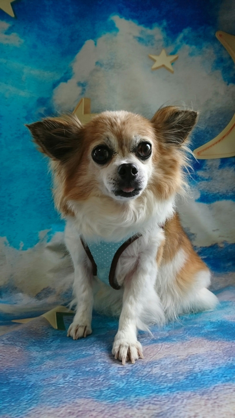 チワワのはっぴぃちゃん グルーミングコース