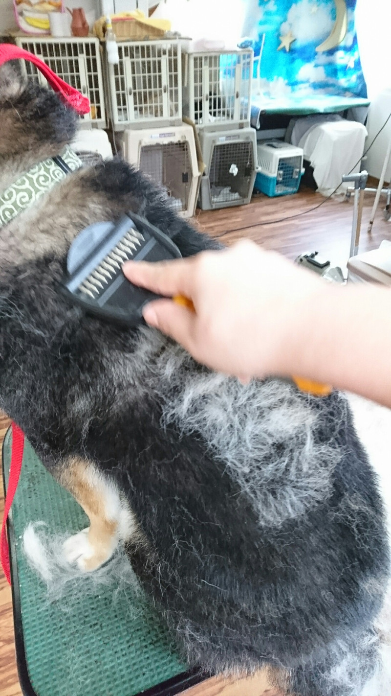 柴のくろ丸ちゃん シャンプーコース お爪切り