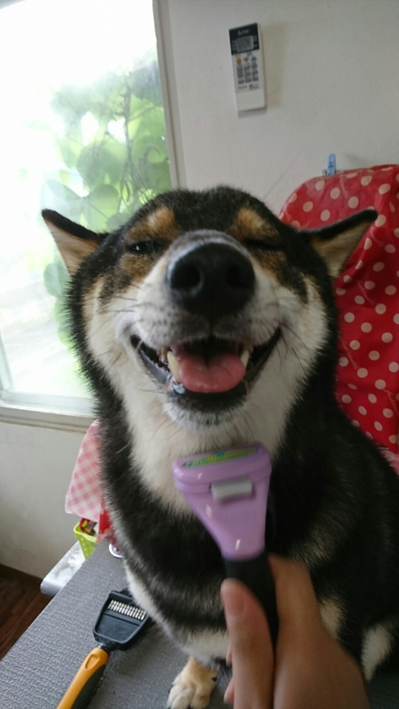 柴のくろ丸ちゃん シャンプーコース お爪切り