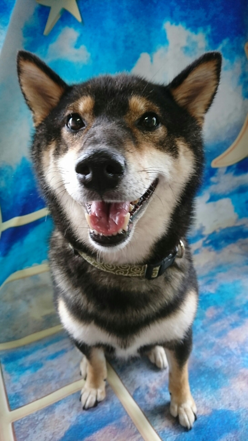 柴のくろ丸ちゃん シャンプーコース お爪切り