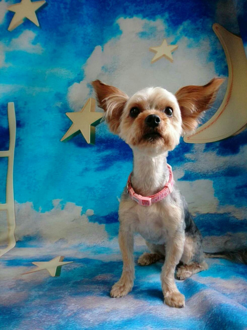 ダックスの大和ちゃん&mixのムギちゃん トリミングコース