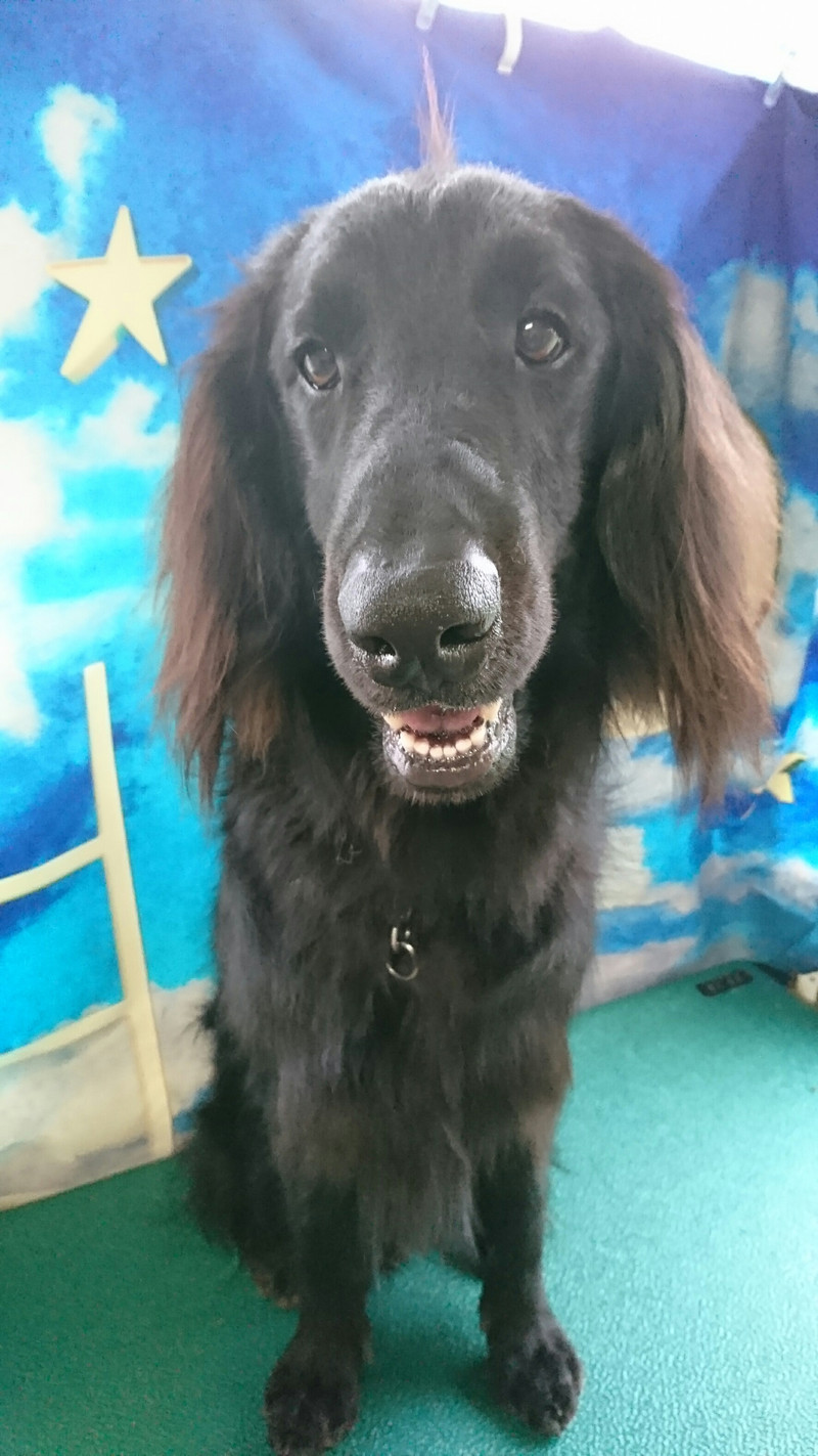 フラットのマックスちゃん グルーミングコース