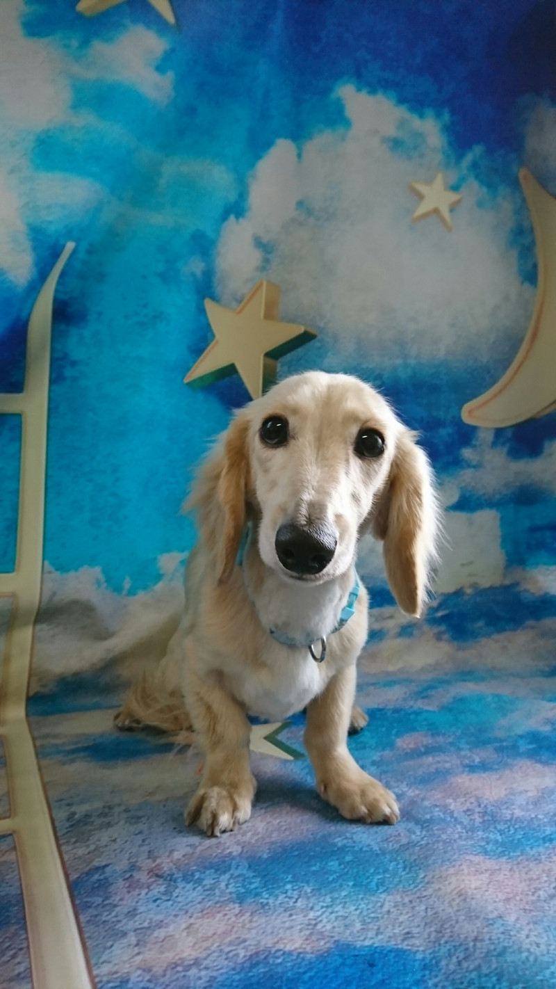 ダックスの大和ちゃん&mixのムギちゃん トリミングコース