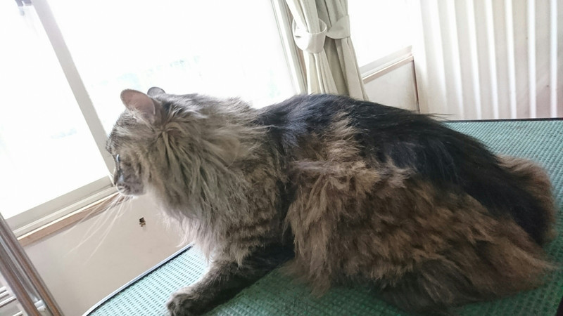 猫のレオンちゃん トリミングコース