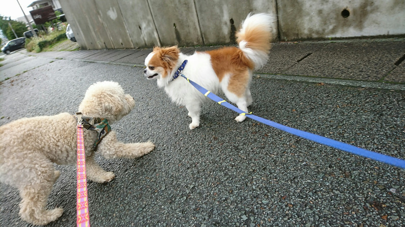 mixのちゃっぴぃちゃん お泊まりの様子