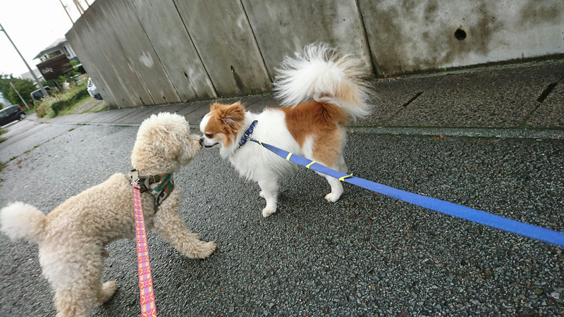 プードルのジャックちゃん お泊まりの様子