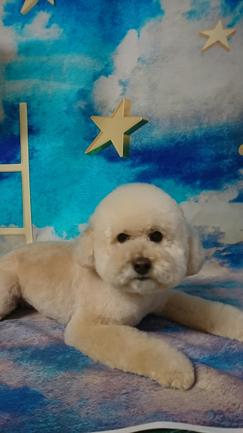 プードルのジャックちゃん トリミングコース