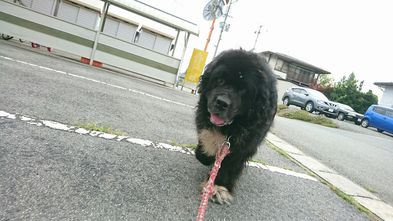 ニューファンのハチスケちゃん&プードルのげんまいちゃん お泊まりの様子